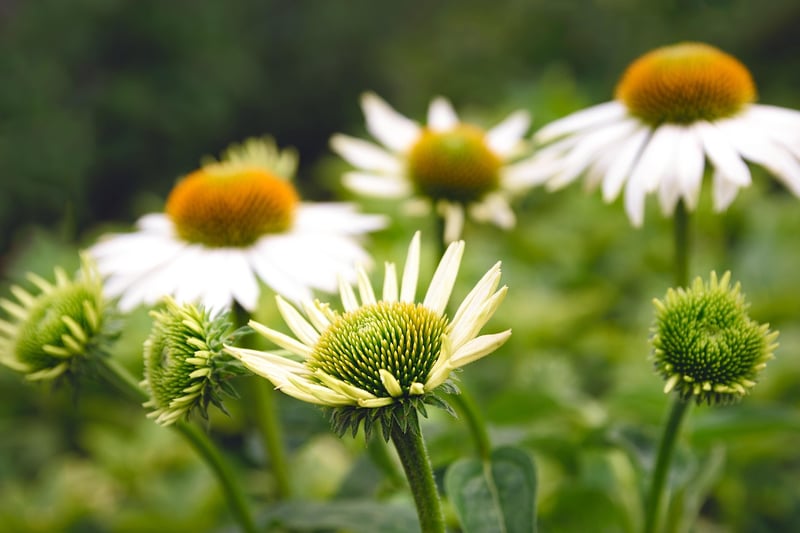 Herbaceous Choices