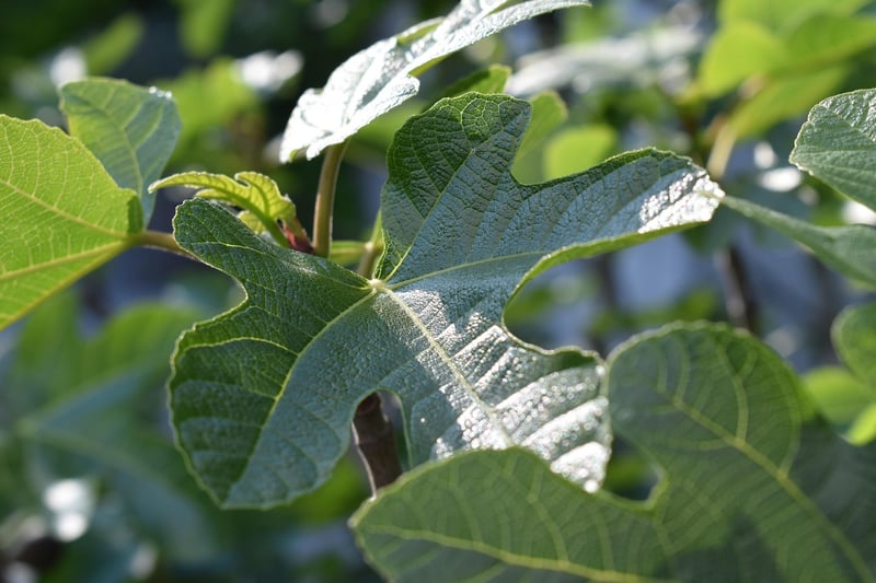 Fiddle Leaf Fig
