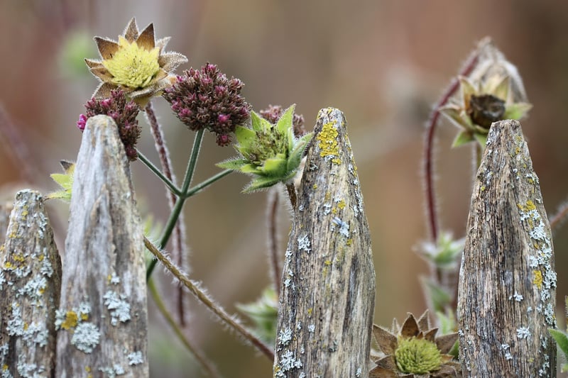Garden Pruning