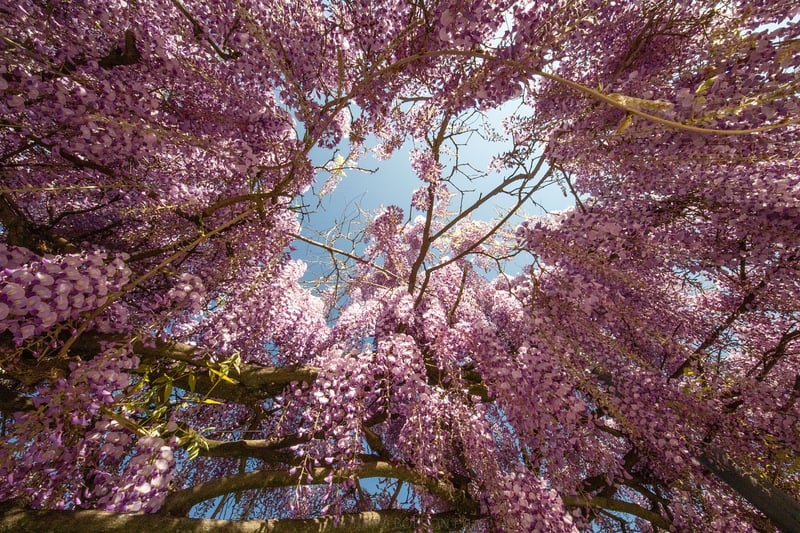 Wisteria